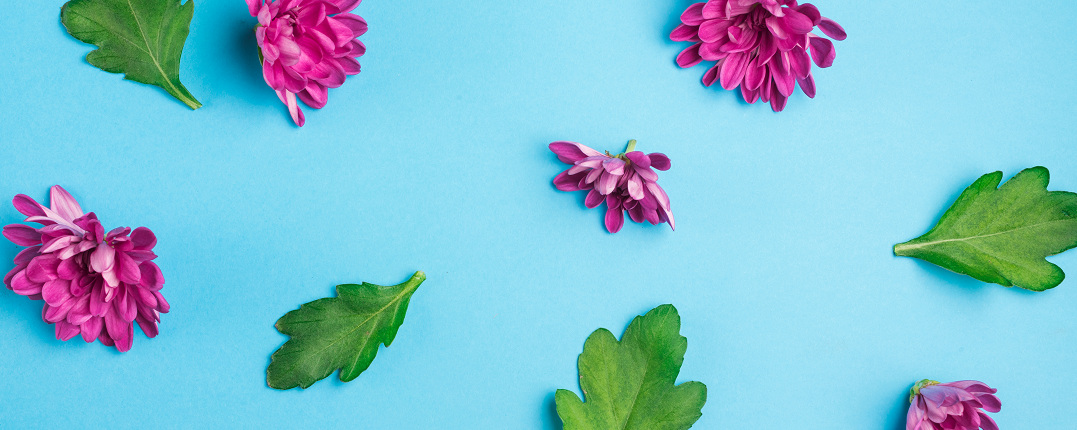 Изофлавоны при климаксе: плюсы и минусы