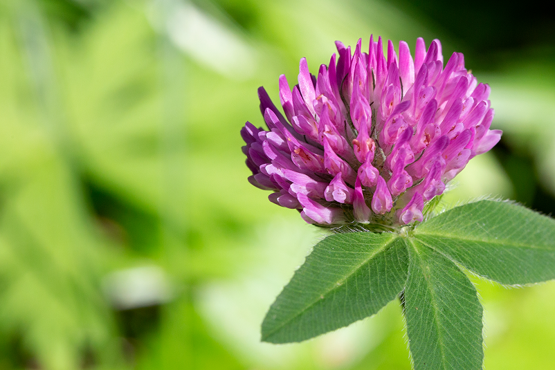 rozovyi-klever-v-solnecnoi-zelenoi-trave-zadelyvaut 1.png